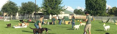 Dog daycare houston - Pawsh Dog House provides dog boarding, pet grooming, doggie day care, & pet sitting services in Houston, TX. Call our Houston location today!